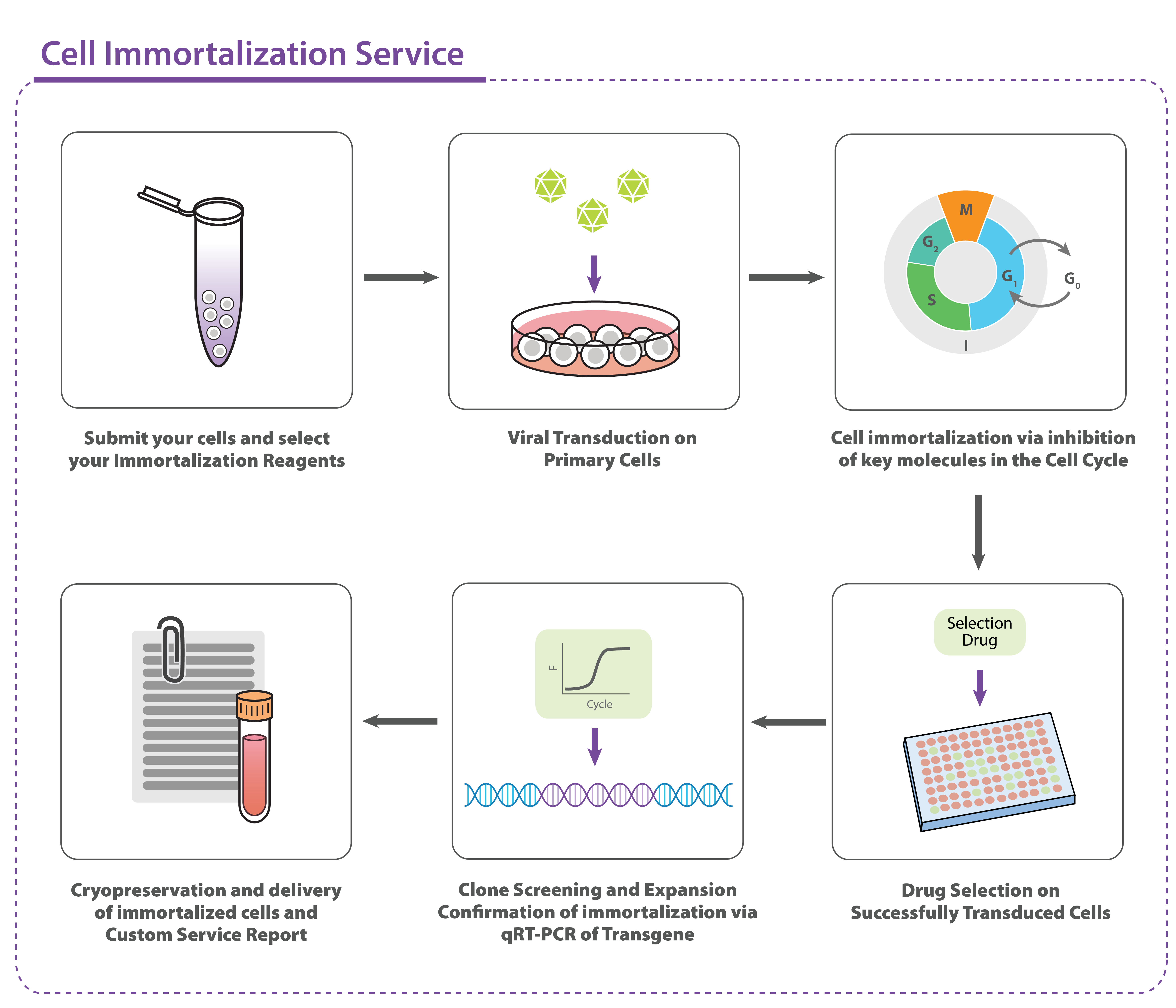 Custom Cell Immortalization Service 