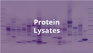 Protein Lysates