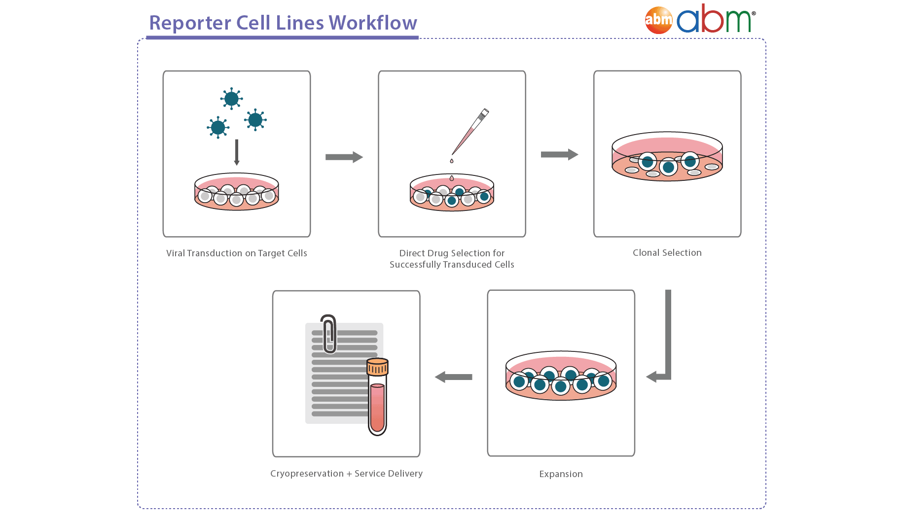 Reporter Cell Workflow