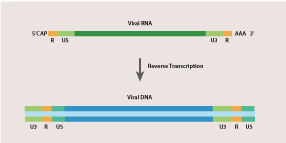 Reverse Transcription (RT-PCR)